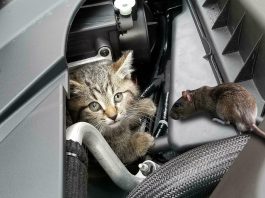 10+ Cách đuổi chuột ô tô hiệu quả, bạn cần áp dụng ngay Cách đuổi chuột ô tô hiệu quả