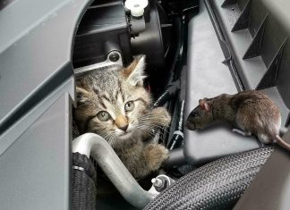 10+ Cách đuổi chuột ô tô hiệu quả, bạn cần áp dụng ngay Cách đuổi chuột ô tô hiệu quả